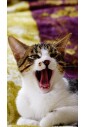 se-ps-test-product-2-se