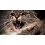 fi-ps-test-product-1-fi-hs-code