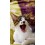 pl-ps-test-product-2-pl-origin